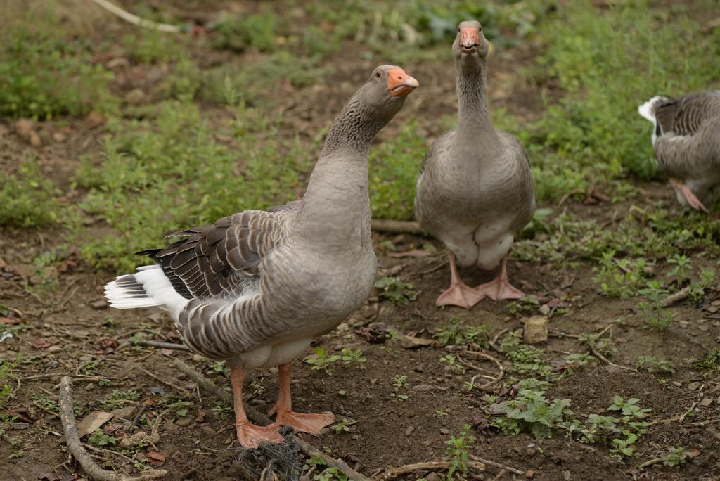 Agroturismo Ordaola Alonsotegi Zewnętrze zdjęcie